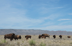 Bison roaming on the Armendaris Ranch in NM