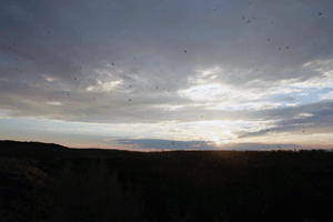 Bats returning in the morning to the Jornada Bat Caves