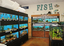 Aquarium fish for sale in Las Cruces