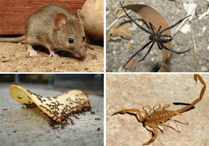 Rodent, spider, ants, scorpion pest control service in Las Cruces