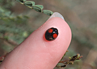 Twice-stabbed ladybird beetle