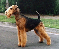 Airdale Terrier Dog