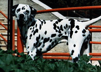Dalmation Dog