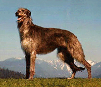 Deerhound Dog