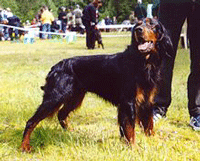 Gordon Setter Dog