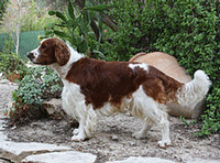 Springer Spaniel Dog
