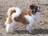 Tibetan Spaniel Dog