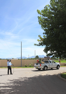 Tree spraying company in Las Cruces