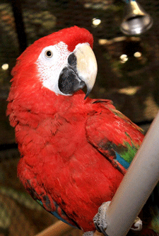 Picasso the parrot at La Posta de Mesilla in Mesilla, NM