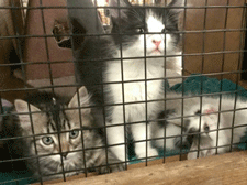 Adopt kittens in Las Cruces