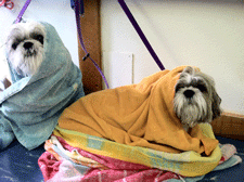 Dogs wrapped up after their bath