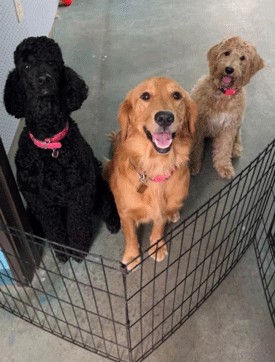 Dog Daycare at Mesilla Valley Pet Resort in Las Cruces, NM