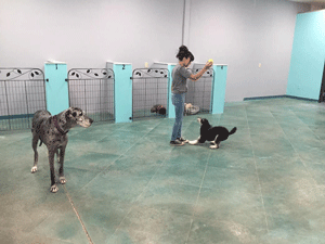 Dog daycare in Las Cruces at Mesilla Valley Pet Resort