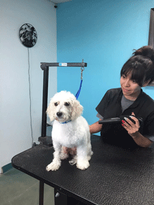 Grooming a poodle at Mesilla Valley Pet Resort in Las Cruces, NM
