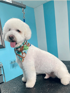 Professional dog grooming service in Las Cruces, New Mexico