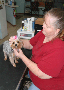Placing a bow on a dog in Las Cruces
