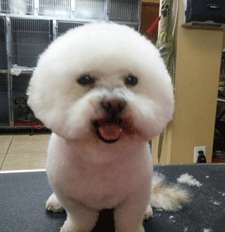 Professional dog grooming shop in Las Cruces, NM