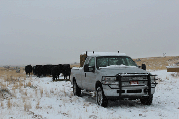 Feeding the Black Angus cattle at Heartstone Angus ranch, New Mexico