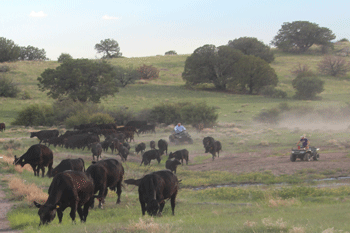 Rounding up the Black Angus cattle at Heartstone Angus ranch, New Mexico