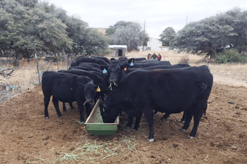 Free range cattle at Heartstone Angus ranch in NM