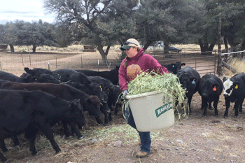 Grass fed Angus cattle herd in New Mexico