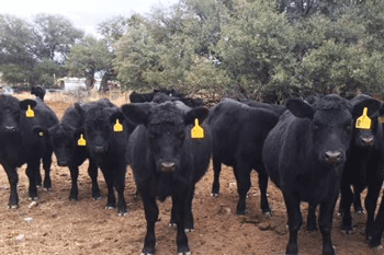 Certified Black Angus Cattle at Heartstone Angus Ranch, NM