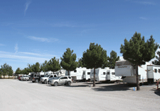 Large shade trees at Sunny Acres RV Park in Las Cruces, NM