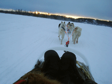 Dog sled in Alaska