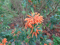 Fynbos on Cape Peninsula, South Africa