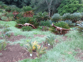 Cycads on Cape Peninsula, South Africa