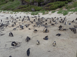 Jackass pinguins on Cape Peninsula, South Africa