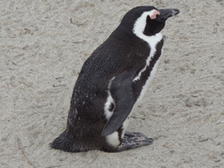 Jackass pinguin