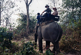 Elephant ride in Chiang Mai, Thailand