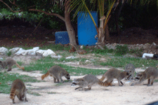 Raccoons in Cozumel, Mexico