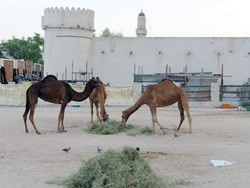 Camels in Doha, Qatar