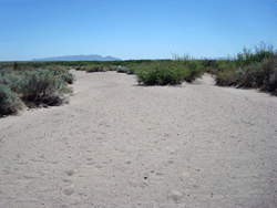 El Camino Real Trail