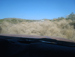 Tumble weeds in El Camino Real trail