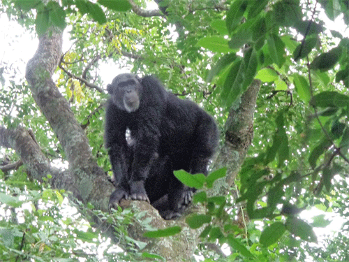 Chimp in Gombe, Tanzania
