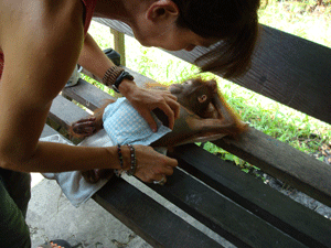 Changing the diaper on an orangutan at the OFI Center in Borneo, Asia