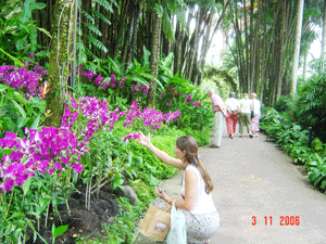 Orchids in Singapore