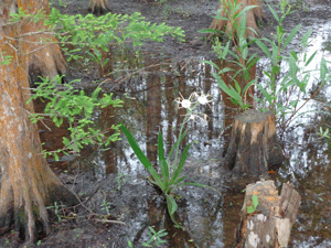 Bayou Teche