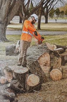 Cutting up a stump in Las Cruces, NM