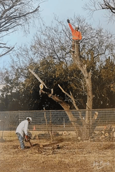 Dangerous tree removal company in Las Cruces