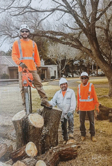 Tree professionals in Las Cruces, NM