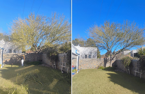 Expert tree pruning company in Las Cruces, New Mexico