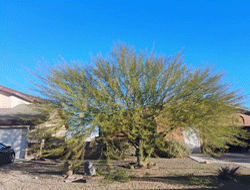 Tree pruning in Las Cruces