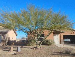 Tree trimming in Las Cruces