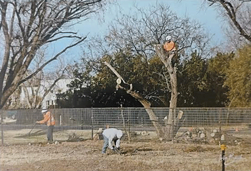 Cutting down a dangerous tree in Las Cruces