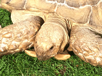 San Juan Fiesta and Turtle races in Las Cruces June 28, 2026